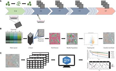 Imaging-Based Machine Learning Analysis of Patient-Derived Tumor Organoid Drug Response